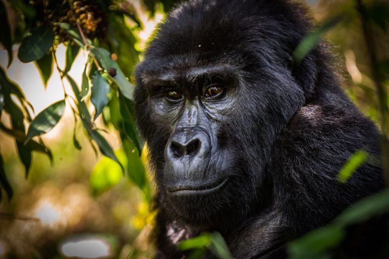 visit mountain gorillas
