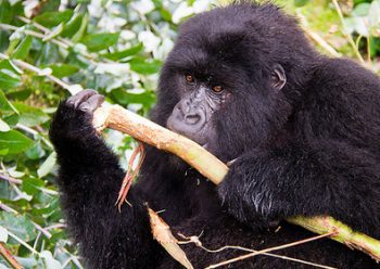 Young mountain gorilla chewing a plant stem
