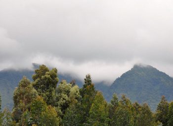 Cloud over the forested ridges of the Bwindi highlands