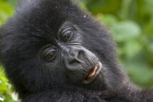 Rwanda gorilla trekking