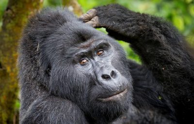 Things To Do in Bwindi Impenetrable Forest National Park