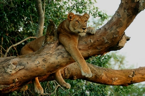 tree climbing lion safari