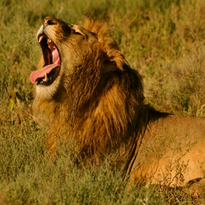 lion tanzania safari