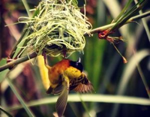 Weaver bird building its nest in Uganda