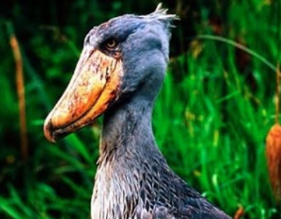 uganda birdwatching