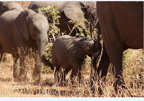 An elephant herd with a young calf feeding in dry winter grass
