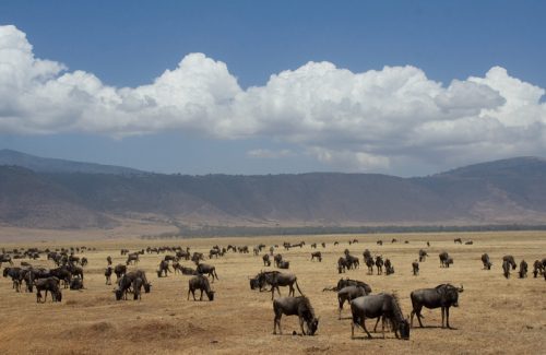 Wildebeest herd grazing on the Ngorongoro Crater floor under clouds