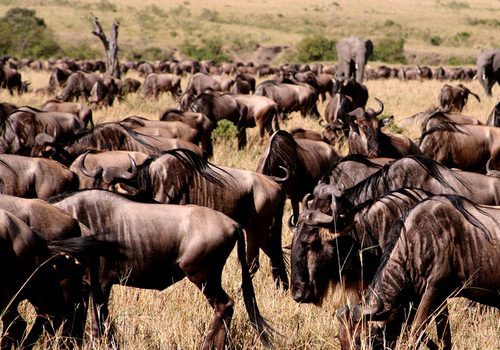 15 Day Tanzania Safari and Zanzibar: Day by Day Itinerary and Variants