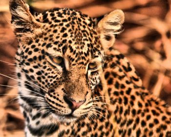 Close view of a resting leopard on a Tanzania safari