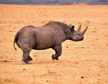 A black rhino trotting across dry grass in Ngorongoro