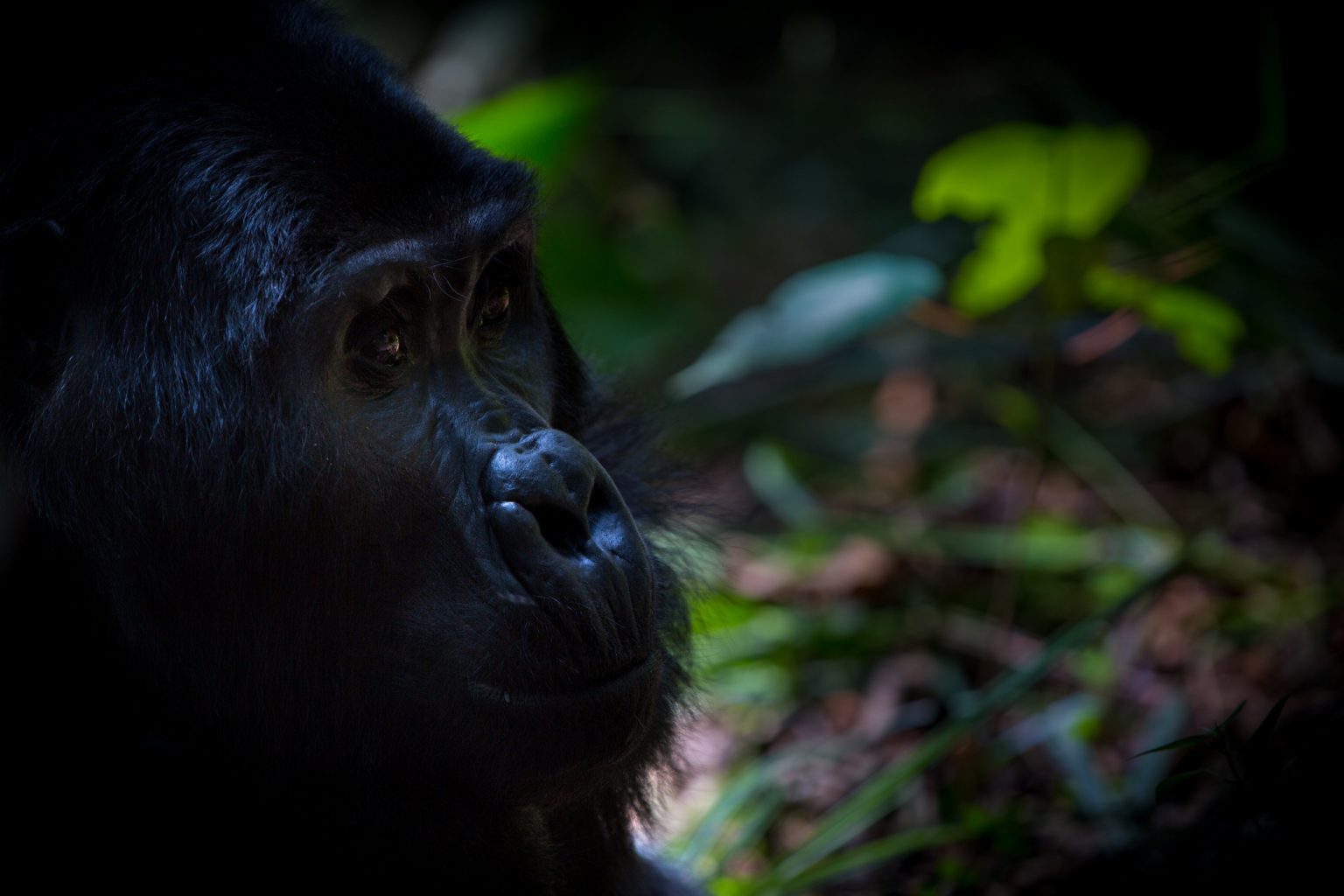 Mountain gorilla in deep forest shade, its face caught by a shaft of light
