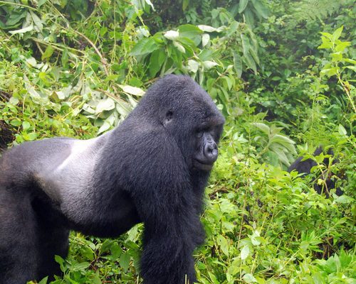 Silverback mountain gorilla standing in green vegetation in Volcanoes National Park