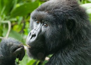 gorillas of africa