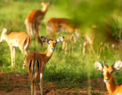 Herd of impala in green grass at Lake Mburo National Park