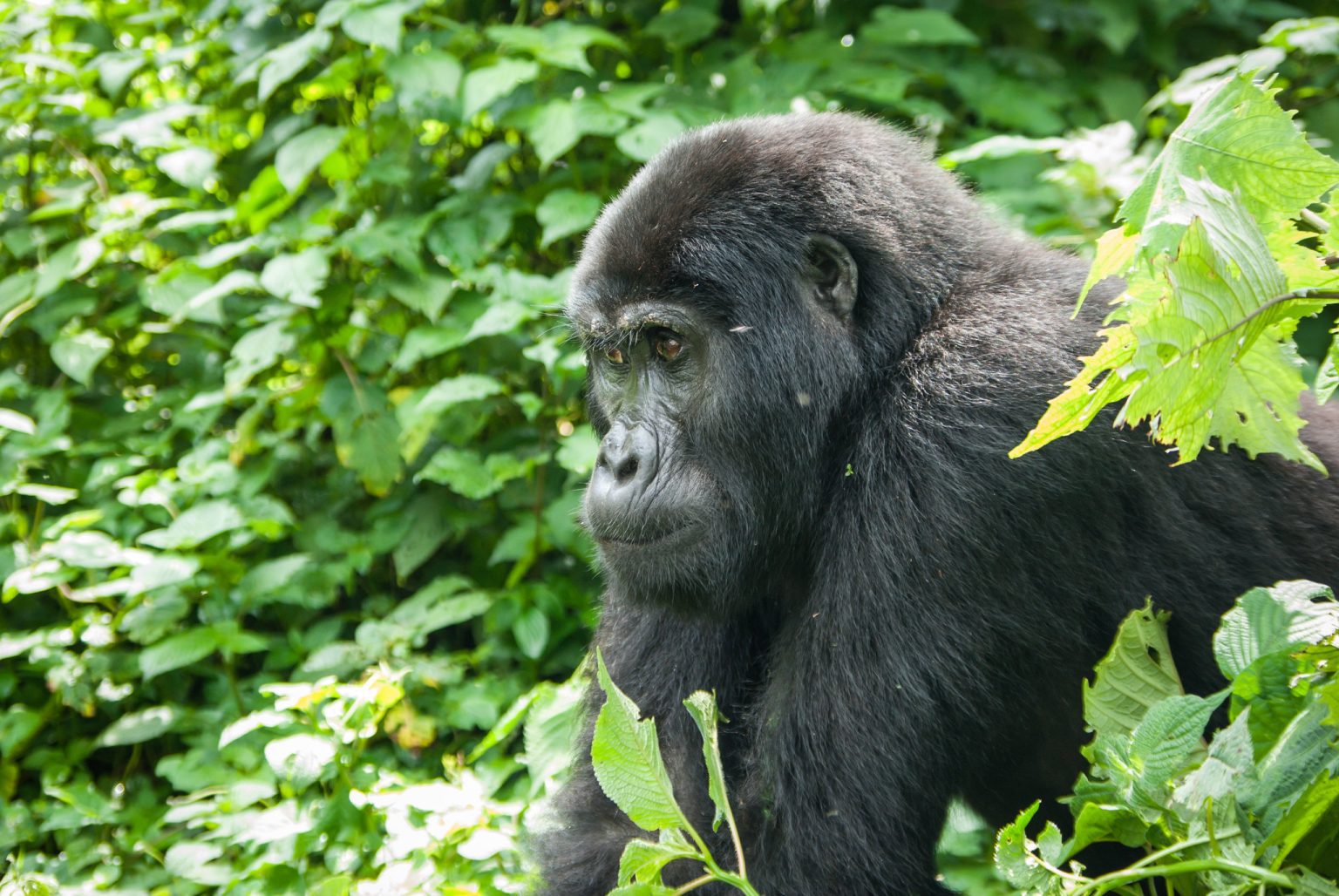 see gorillas in Africa