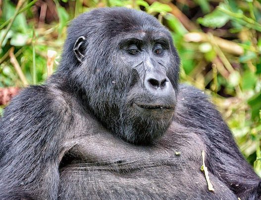 Mountain gorilla silverback sitting in green forest undergrowth in Bwindi
