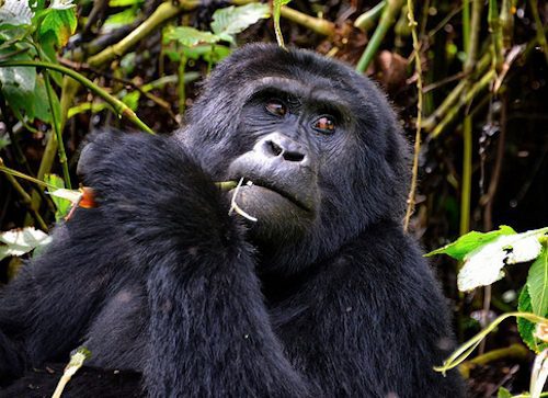 Mountain gorilla chewing leaves in the forest