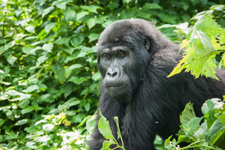 Uganda Gorilla Permit: Price, How to Get One, Refunds and Rules