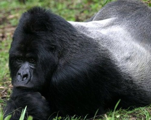 gorilla trekking on budget