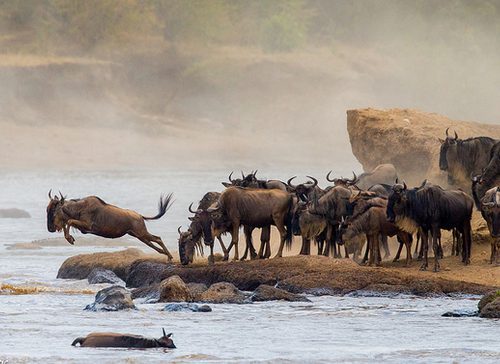 Wildebeest leaping from a rocky bank into the Mara River during the migration