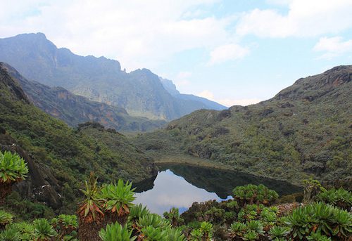 A high mountain lake ringed by giant groundsels in a Rwenzori valley below cloud covered peaks