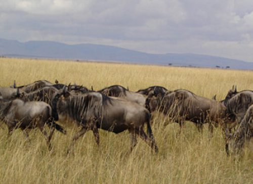 6 Day Tanzania Safari: Day by Day Northern Circuit Itinerary