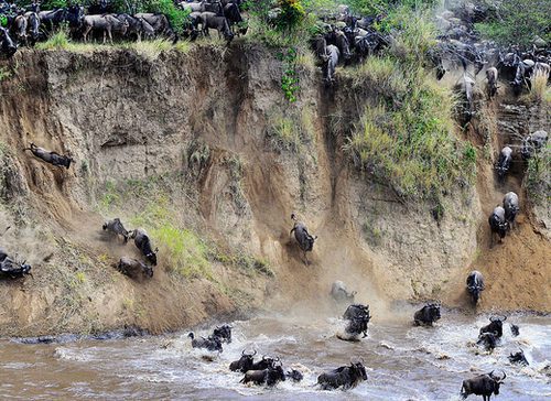 Great Wildebeest Migration: Month by Month Safari Guide