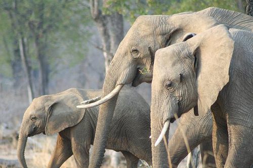 Three African elephants walking through dry woodland in Zambia