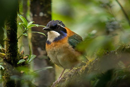 Pitta like ground roller perched on a mossy branch in Madagascar rainforest