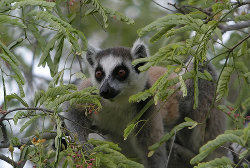 Ring tailed lemur sitting among green leaves in a tree in southern Madagascar