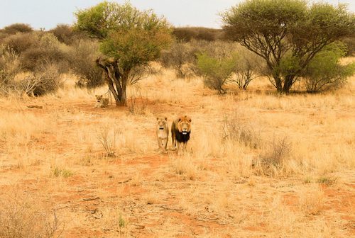 African Hunting Safari Cost: Daily Rates, Trophy Fees and Import Rules