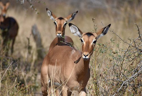 South African Safari Cost: Prices per Day, Park Fees, Lodges, Flights and Real Totals