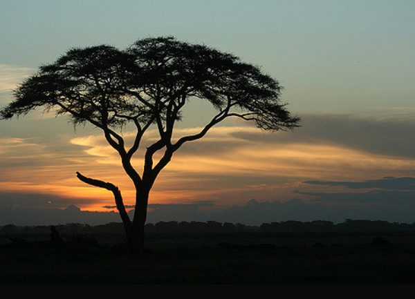 Silhouette of a flat topped acacia tree against an orange evening sky in Amboseli