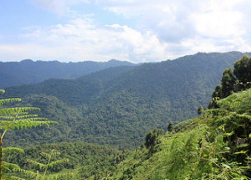 Forested ridges of Bwindi rolling away under a cloudy sky