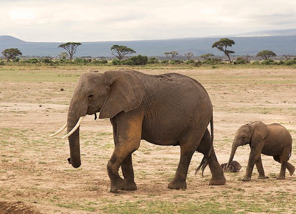 Elephant with long tusks and a calf walking across dry open ground in Amboseli National Park