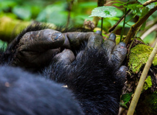 uganda safaris