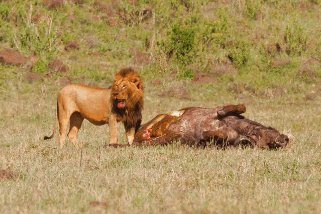 10 Day Tanzania Safari: Day by Day Northern Circuit Itinerary