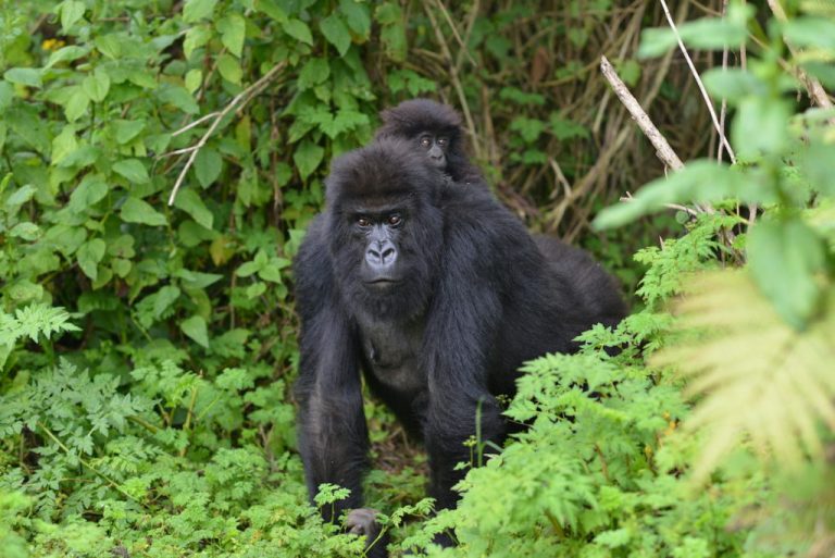 1 Day Gorilla Trekking in Uganda: Is It Possible and How