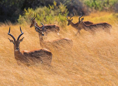 A herd of impala standing in long golden grass in the Okavango Delta, Botswana