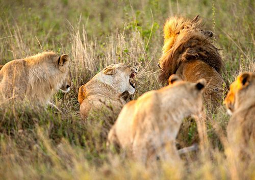 Lion pride with a maned male and several lionesses in tall grass in the Serengeti