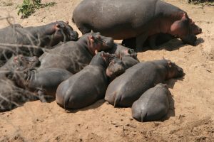 Serengeti National Park Tanzania