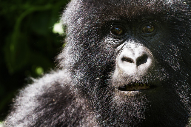congo virunga