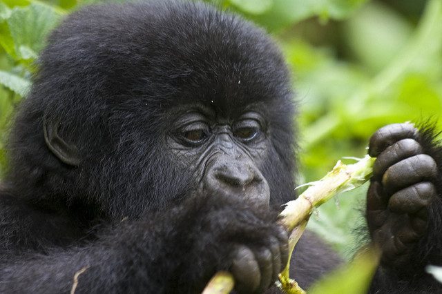 The Virunga Mountains: The 8 Volcanoes, Gorillas and Hikes