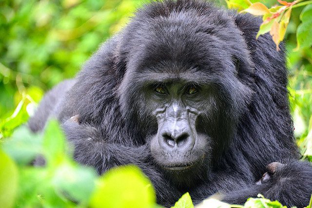 Mountain gorilla sitting among green leaves and looking toward the camera