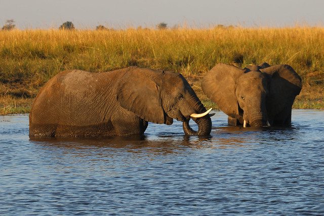 Two elephants wading in a river at sunset with golden grass behind