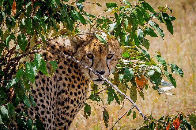 Cheetah looking out from behind leafy branches in dry grass