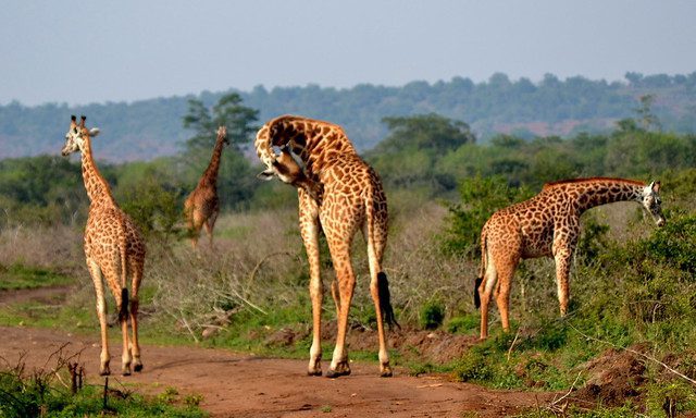 Akagera National Park: Rwanda’s Big Five Safari Guide