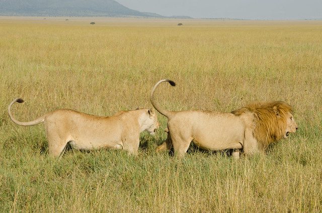 A lion and lioness walking through tall golden grass on the open Serengeti plains