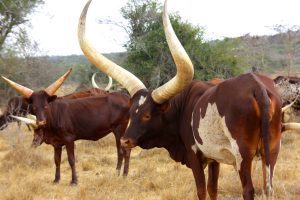 ankole cattle uganda