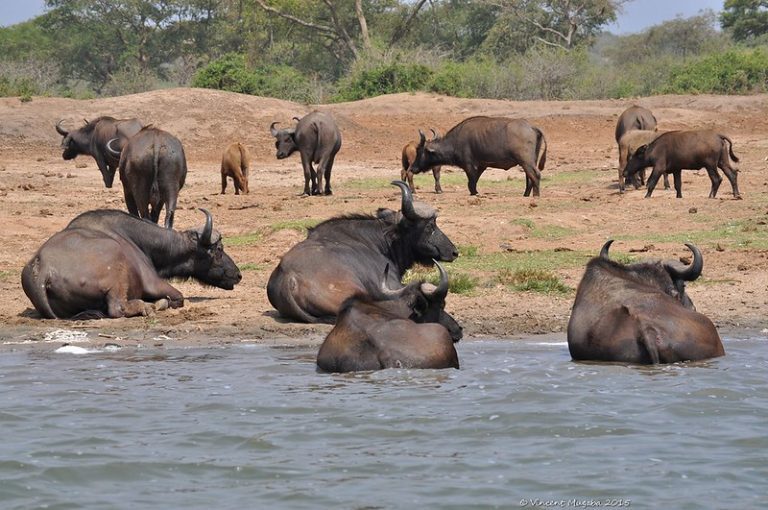 Uganda and Kenya Safari Cost